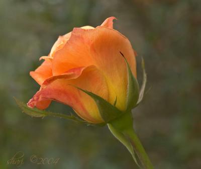 another rosebud