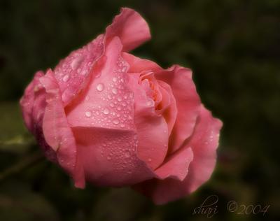 rose in the rain