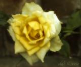 yellow rose