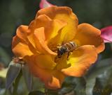 sunlit bee