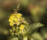 skipper on lantana