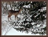Snow, Pines & Deer