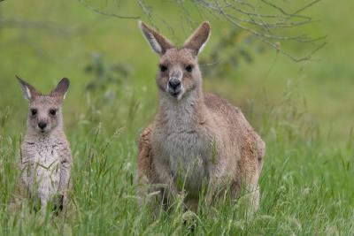 Eastern grey kangaroo and joey