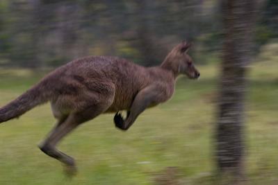 Kangaroo in flight in rain