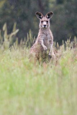 Wet eastern grey kangaroo at Geehi