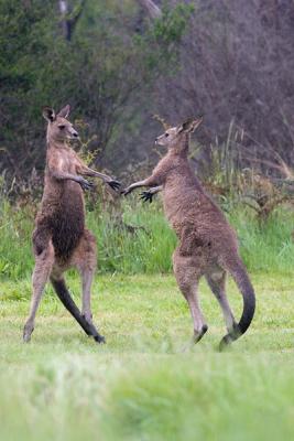 Male kangaroos posturing
