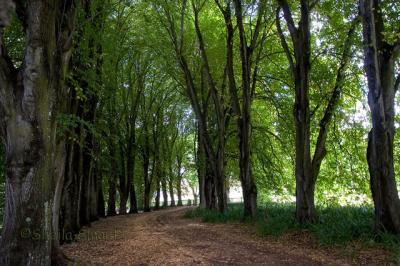 Avenue at Wanaka