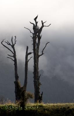Dead tree in mist