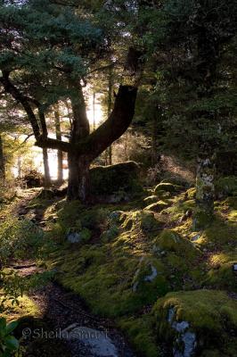 Late afternoon Lake Manapouri