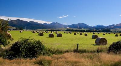 Meadows