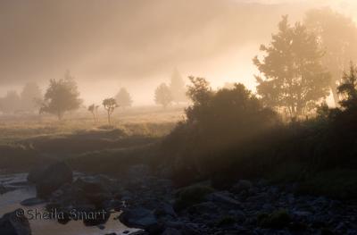 Mist at meadow at Lake Matheson