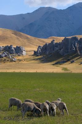 Sheep outnumber the human population 7 to 1