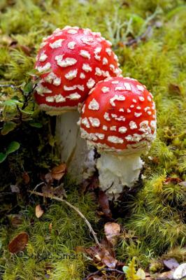 Flyagaric mushrooms