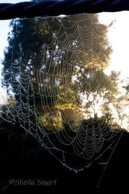 Web
