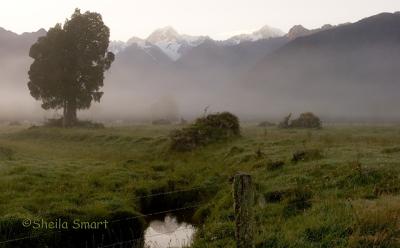 Lake Matheson meadow in mist