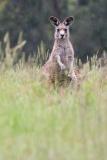 Wet eastern grey kangaroo at Geehi