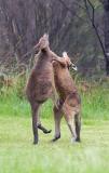 Boxing eastern grey kangaroos fighting