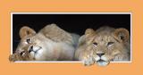 Lion cubs with popout