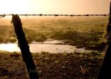 Fence with web at dawn