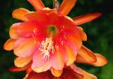 Epiphyllum