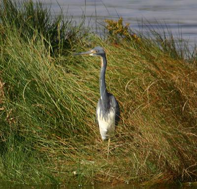 u49/shellyva/medium/35673137.0145maybejuviegbheron.jpg