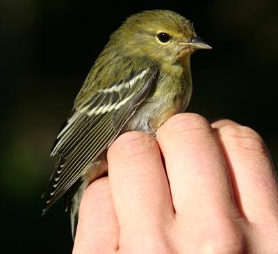 0054 blackpoll warbler.jpg