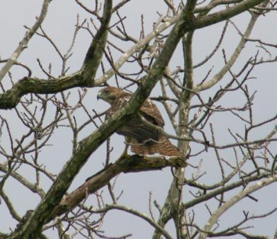 0058 hawk by airport 10-2-04.jpg