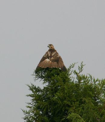 0060 hawk by airport 10-04.jpg