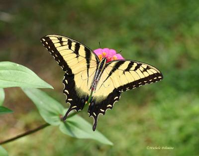 yellow swallowtail