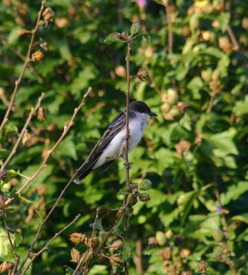  kingbird 9-23-04.