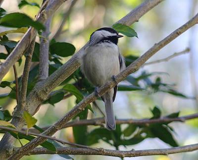 chickadee