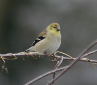 gold finch