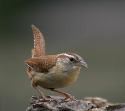 0005 c wren 6-04.jpg