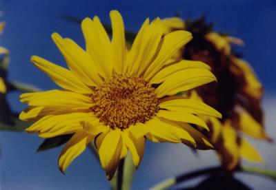 sunflower 6-18-03.jpg