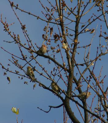 016 house finch 11-27-04.jpg