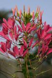 0006 cleome spider 6-04.jpg