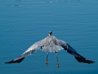 Great Blue Heron _B187728 .jpg