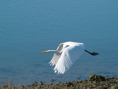 Great Egret _B187696.jpg