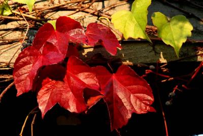 041028 Colors of Fall-030.jpg