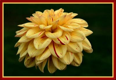 Dahlia