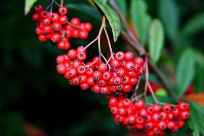 Berries for the birds