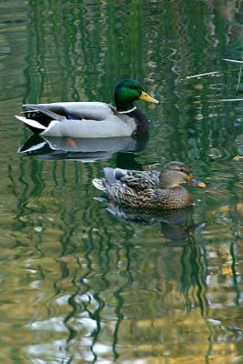 Mallard pair