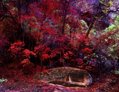 ZION LEAVES 602.jpg