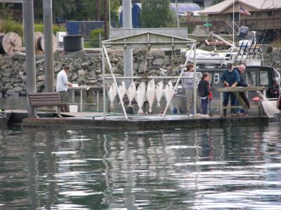Halibut