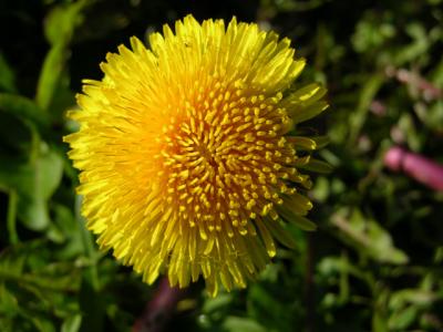 Dandelion