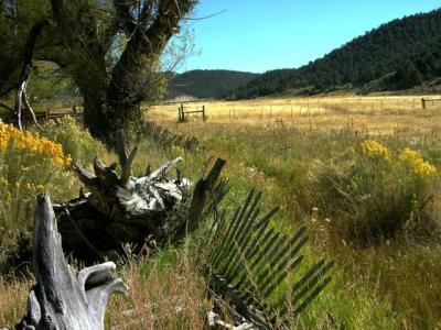 Gold Meadow