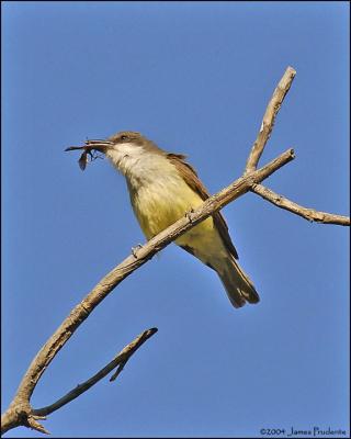 Thick-billed Kingbird