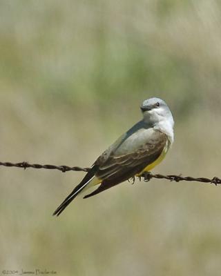 Western Kingbird