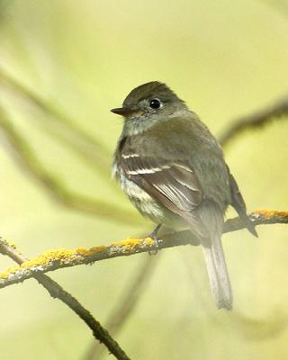 Hammonds-Flycatcher