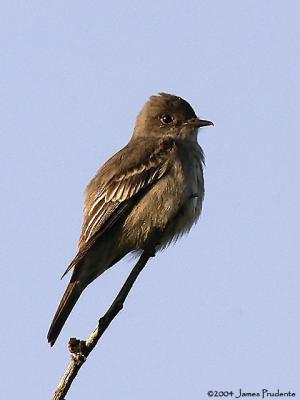 Western Wood Pewee